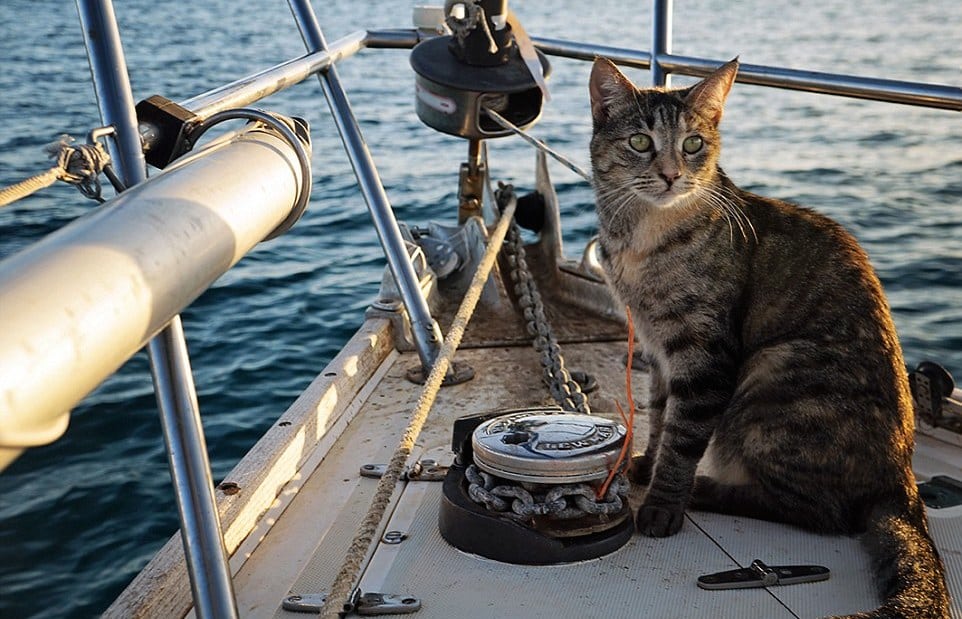 À bord d'un voilier avec un chat
