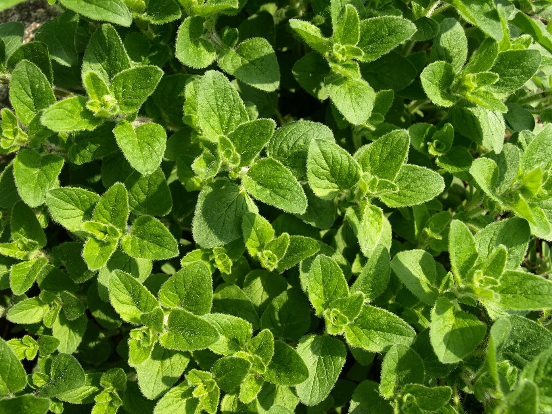 30 plantes médicinales à mettre dans son jardin pour se soigner