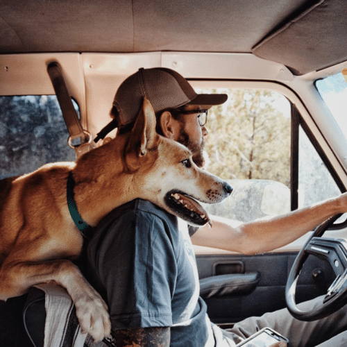 vivre avec un chien dans un van