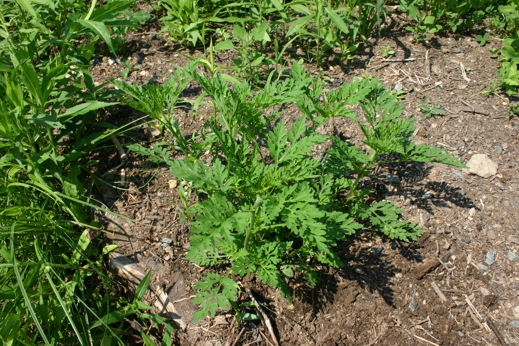 15 Plantes Médicinales à Mettre Dans Son Jardin Pour Se Soigner