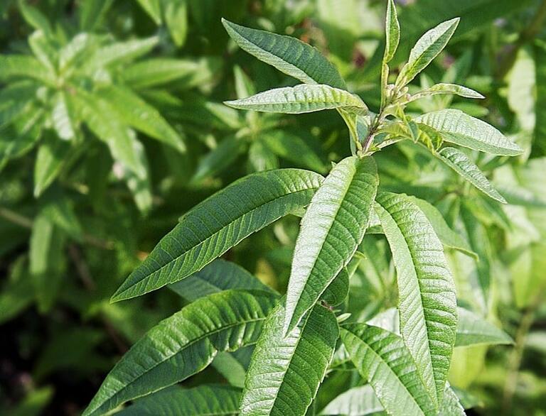 30 Plantes Médicinales à Mettre Dans Son Jardin Pour Se Soigner