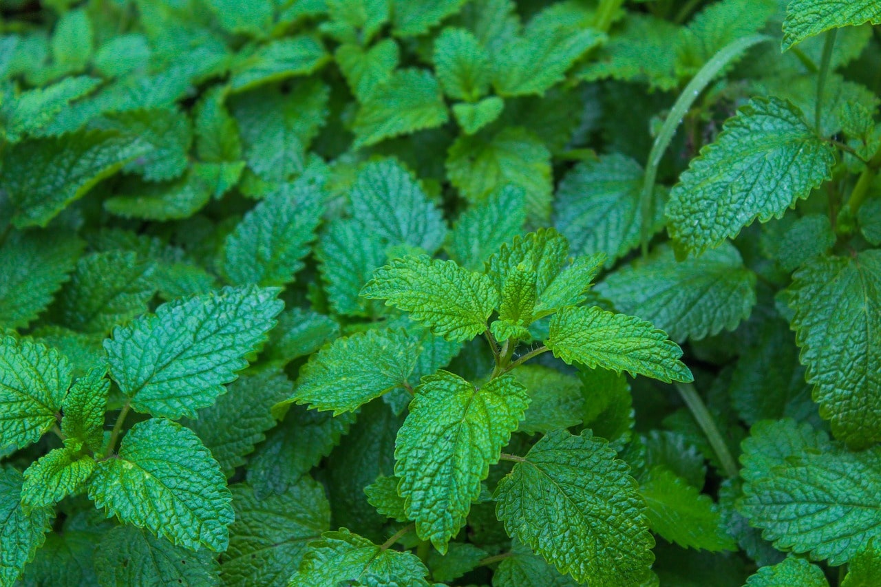 30 Plantes Médicinales à Mettre Dans Son Jardin Pour Se Soigner