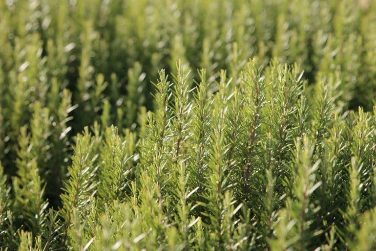 30 Plantes Médicinales à Mettre Dans Son Jardin Pour Se Soigner