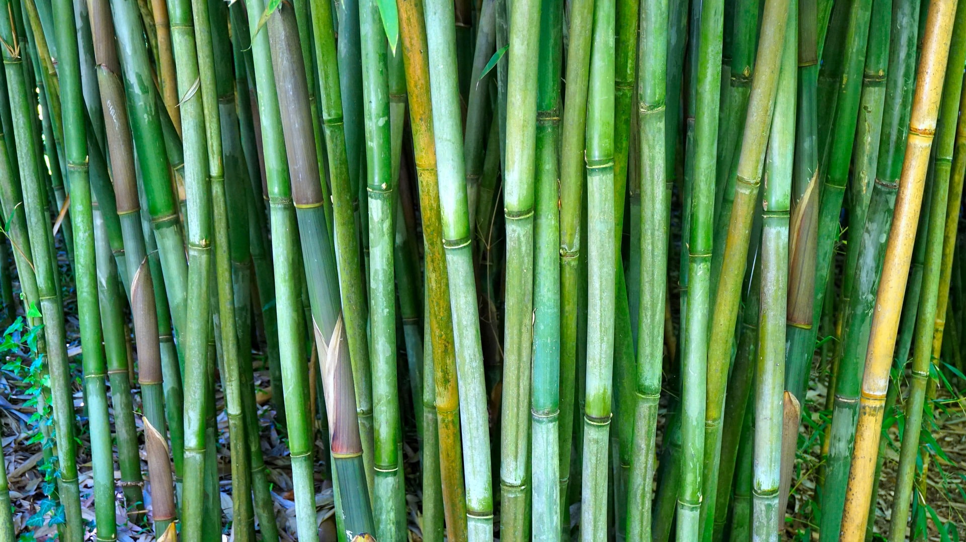 Бамбуковые стержни