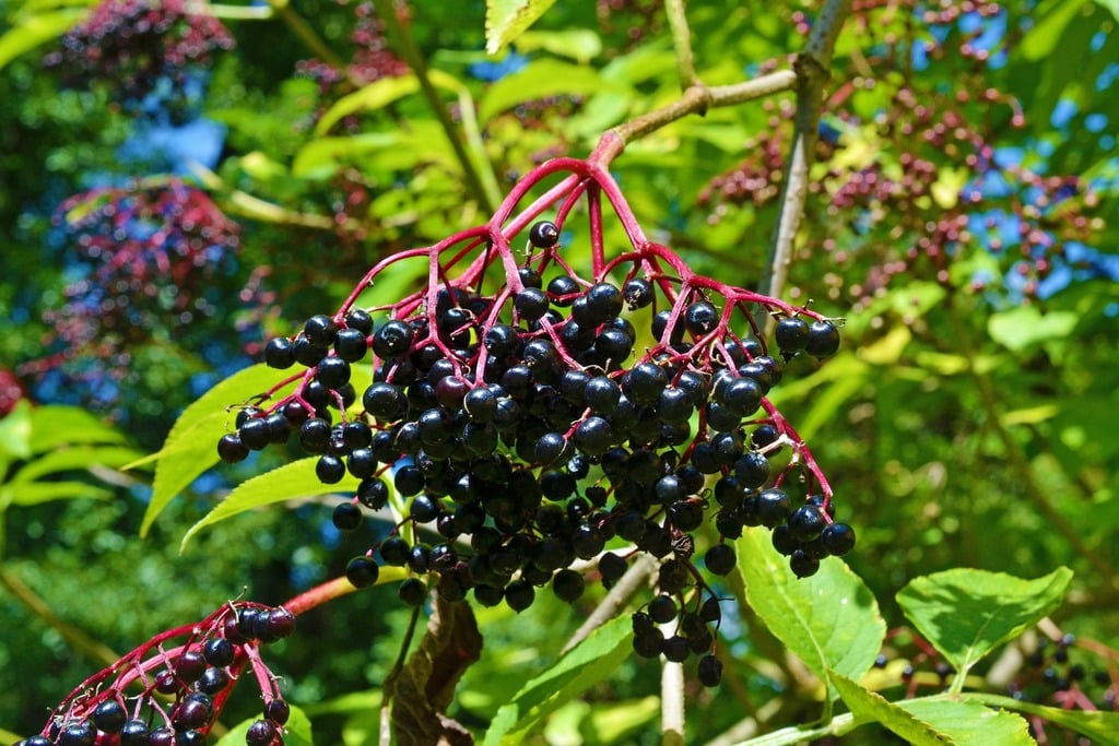 plantes sauvages sureau noir