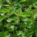 plantes comestibles