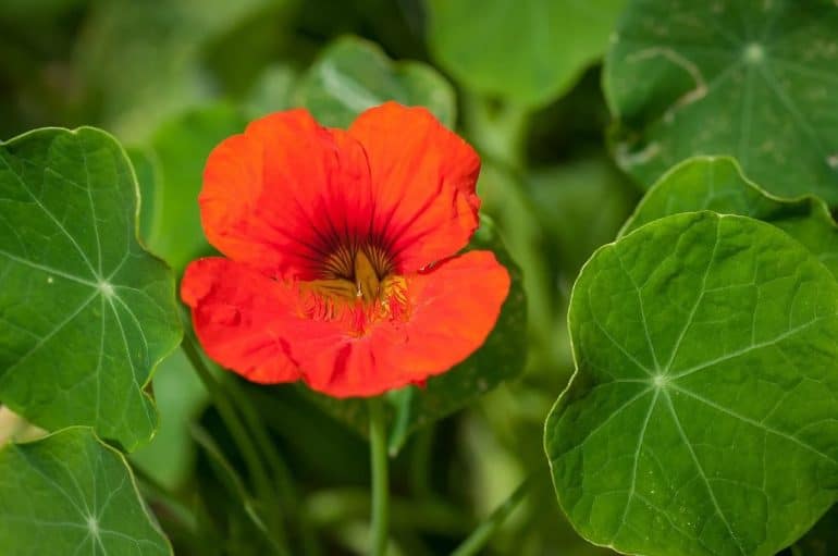 21 fleurs comestibles du jardin : liste de plantes à manger