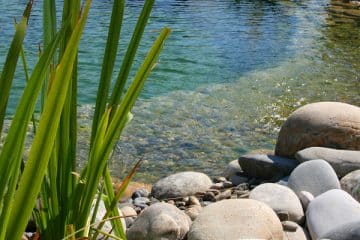 piscine naturelle