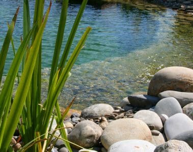 piscine naturelle