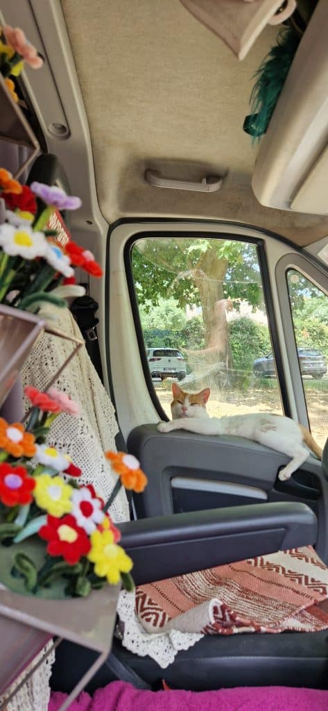 Poopy le chat nomade