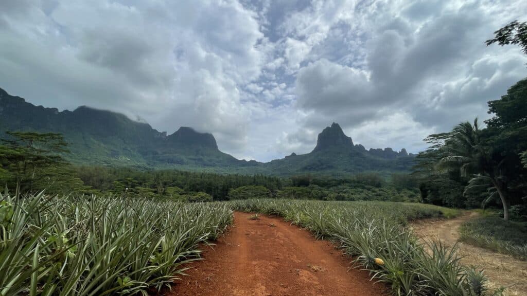 Champ d'ananas à Moorea