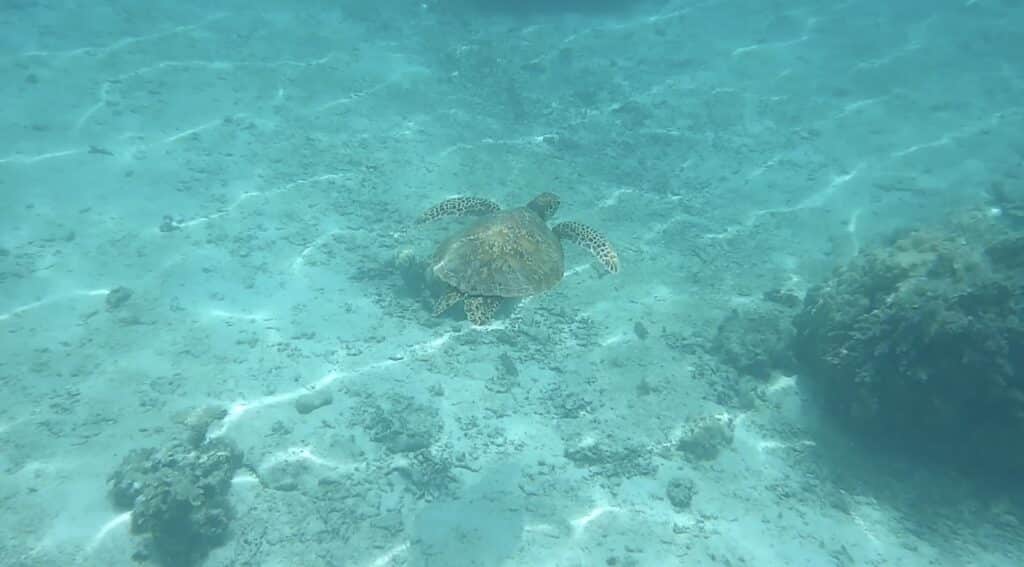 Tortue de mer
