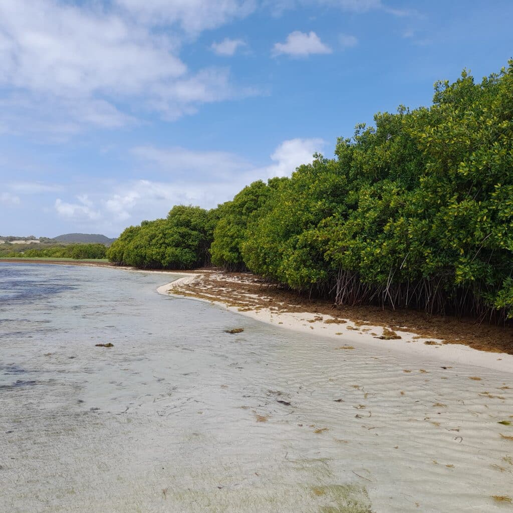 Mangrove Martinique